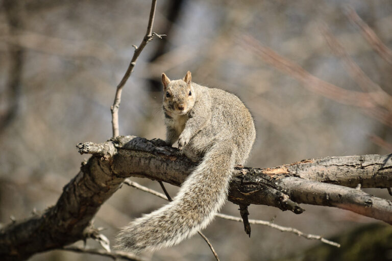 Humor: Terrorizing turkeys found to be in cahoots with Davis squirrels