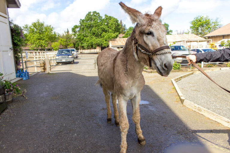 Humor: Donkey put in isolation at Animal Science stables after being a total ass