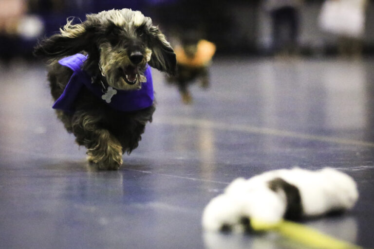 In Photos: Picnic Day 2017