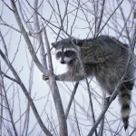 raccoon_op