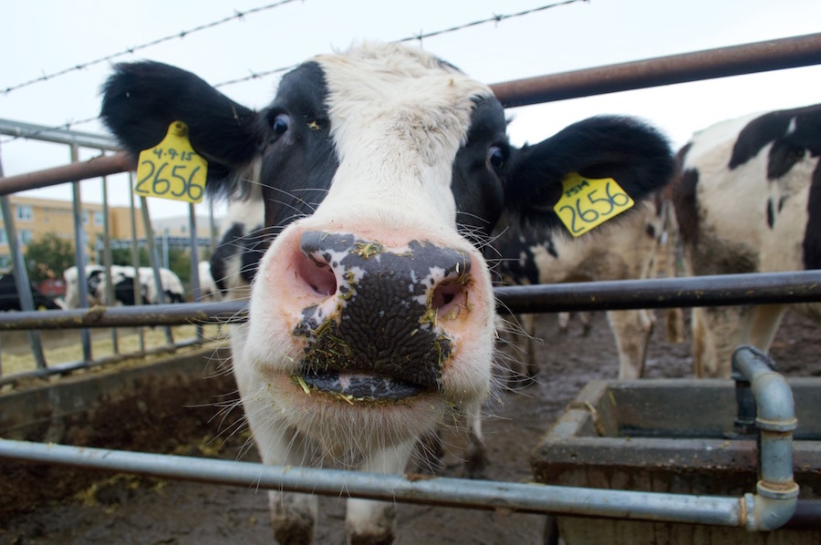 Humor: UC Davis cows to be featured in Animal Planet reality show on cows -  The Aggie
