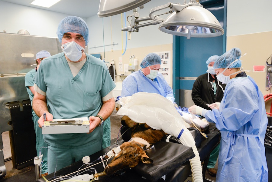 UC Davis veterinary science ranks first in the world - The Aggie