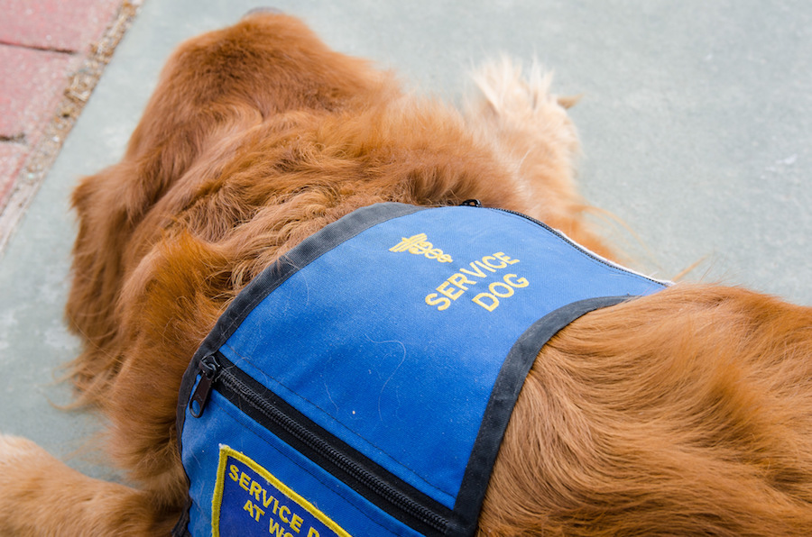 Service dogs play increasingly 