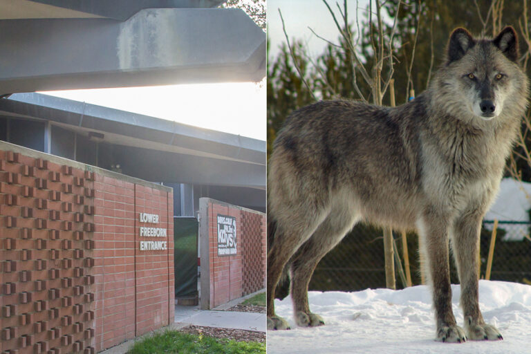 Humor: Big Bad Wolf saddened by news that newly-renovated Freeborn cannot be huffed, puffed and blown down
