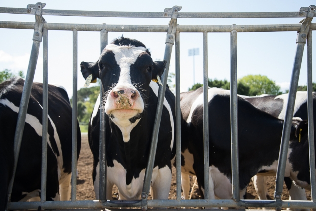 Behind the moo: Davis cows explained - The Aggie