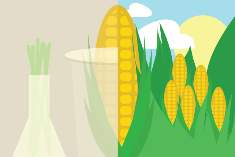 Double Take: Are we in a world where GMOs need to stay?