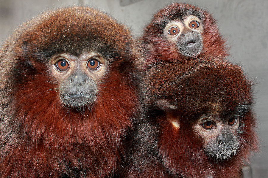 Monogamy In Titi Monkeys The Aggie