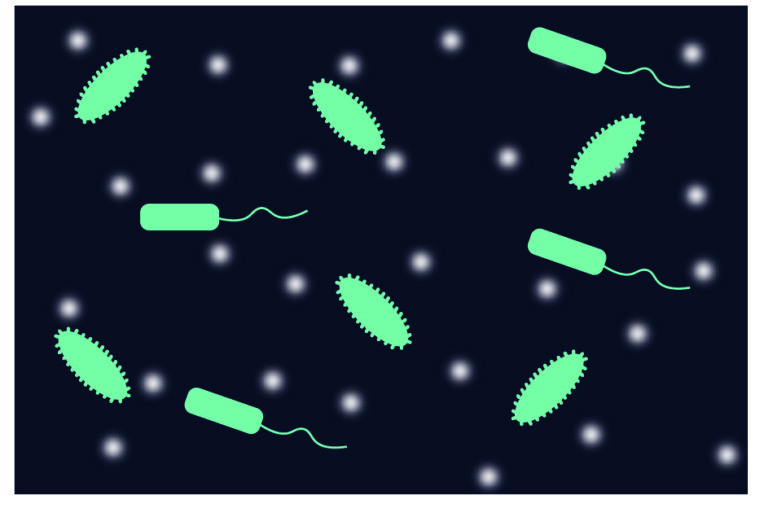 The Bacteria That Could Curb the Rise of Antimicrobial Resistance in Infants