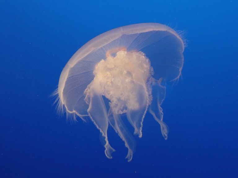 The surprising simplicity of the jellyfish genome