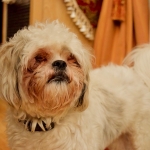 meaningful_ph_ALEXA_FONTANILLA