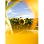 meaningful_ph_JORDAN_CHOW