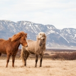 meaningful_ph_JUSTIN_HAN