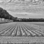 carbonsoil_sc_PAUL VAN DE VELDE [CC BY 2.0]_FLICKR