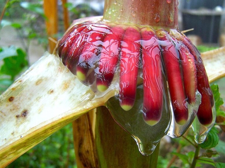 UC Davis researchers discover nitrogen-fixing corn