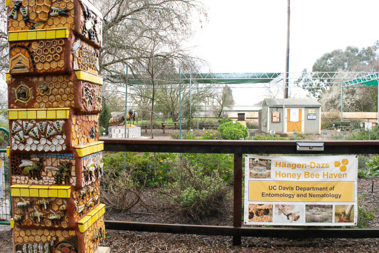 Häagen-Dazs Honey Bee Haven