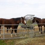 horseboarding_fe_VENOOS_MOSHAYEDI