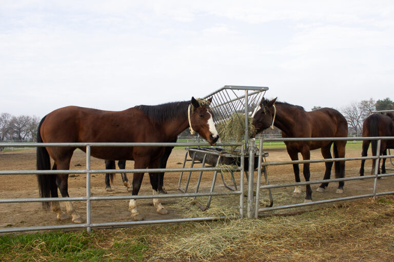 Students bring their hooved friends to college