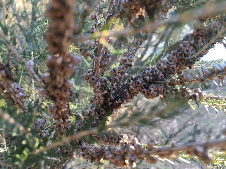 UC Davis Hosts Biodiversity Day