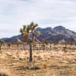 joshuatree_op_TIMOTHY_LI