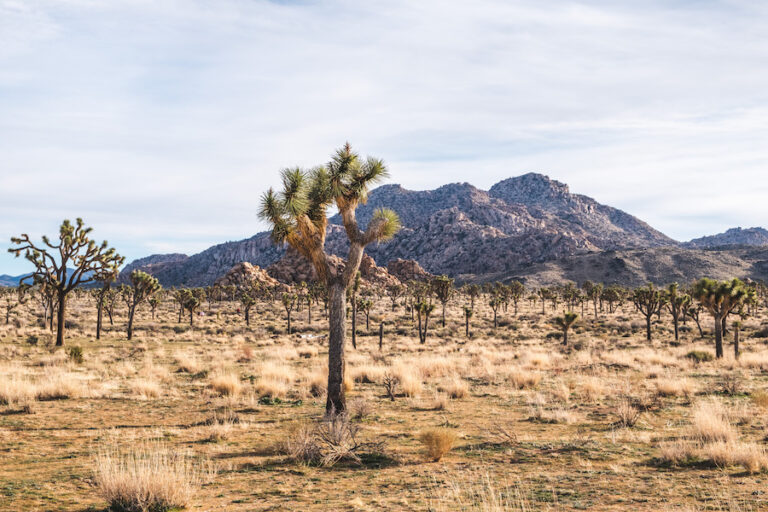 It’s not about hugging trees