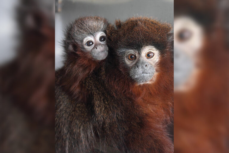 Finding the pathway to love