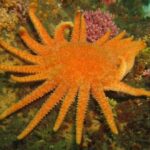 seastar_sc_NEAL MCDANIEL_COURTESY