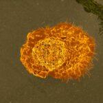 tumorgrowth_sc_NATIONAL INSTITUTE OF ALLERGY AND INFECTIOUS DISEASES_COURTESY