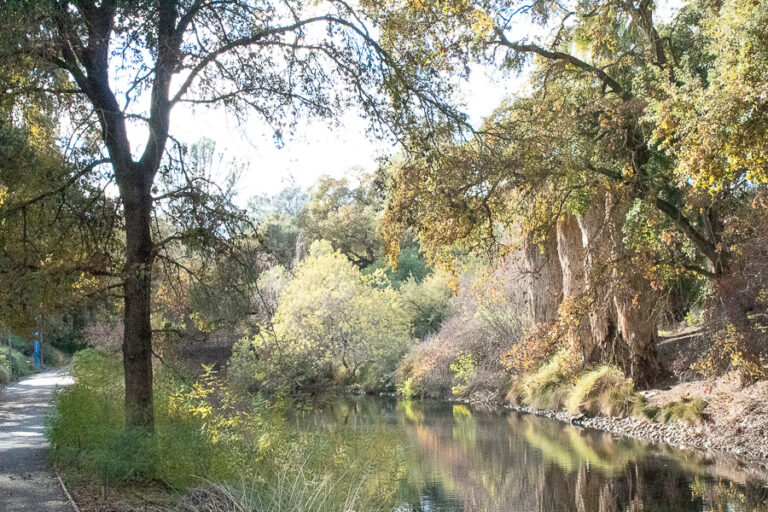 Swastikas found at Putah Creek part of recent acts of vandalism at site