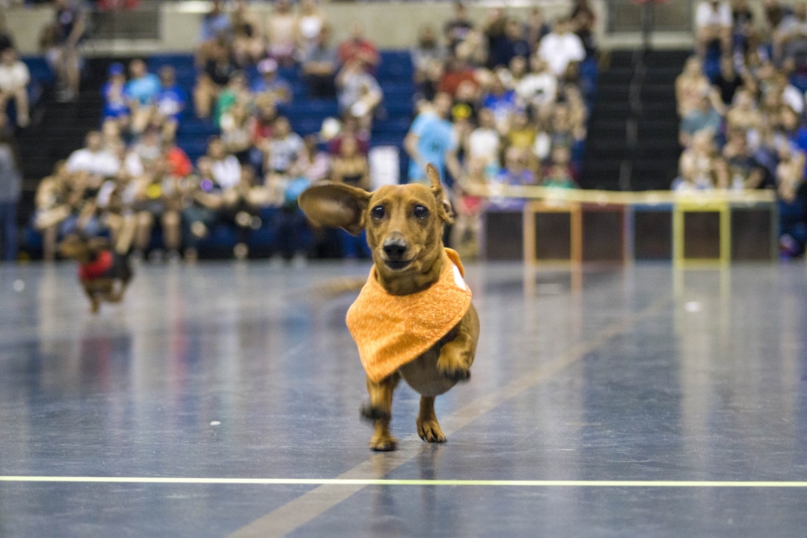 Doxie Derby: Picnic Day tradition with 