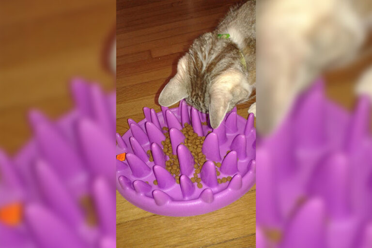 Piecing together tips for a healthy cat