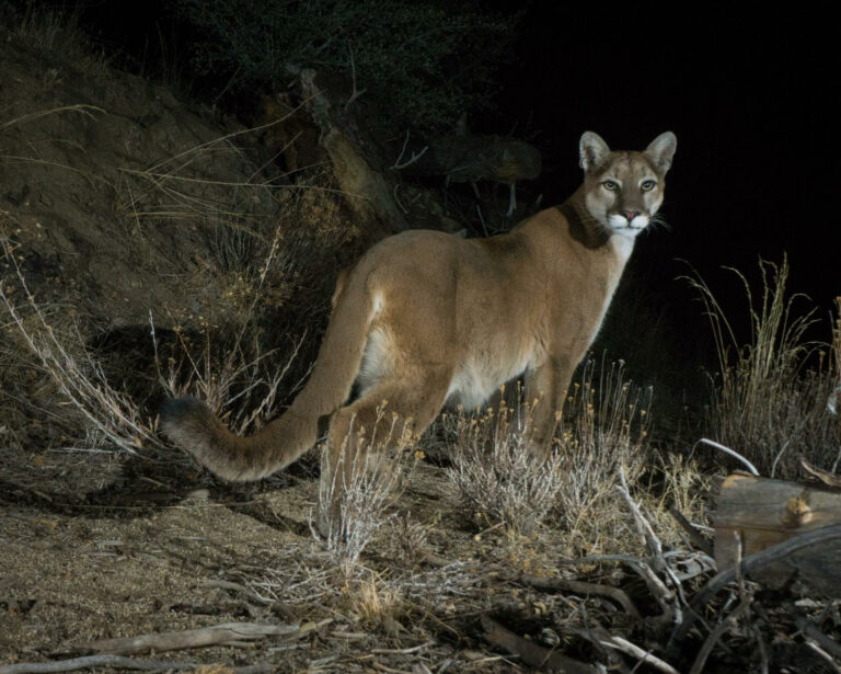 Potential local extinction looms over mountain lions