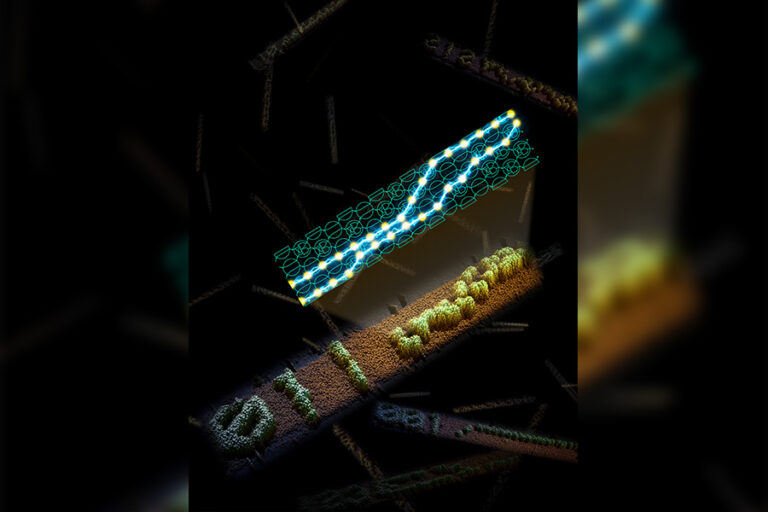 From DNA to algorithms