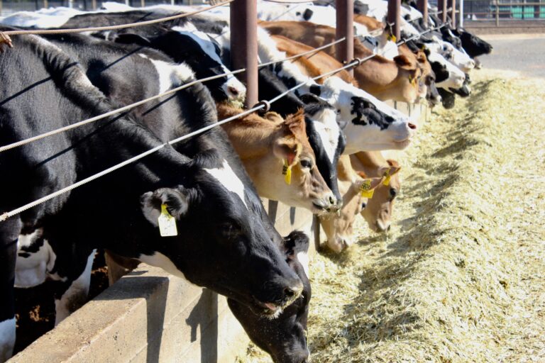 MOOving the “best animal on campus” vote