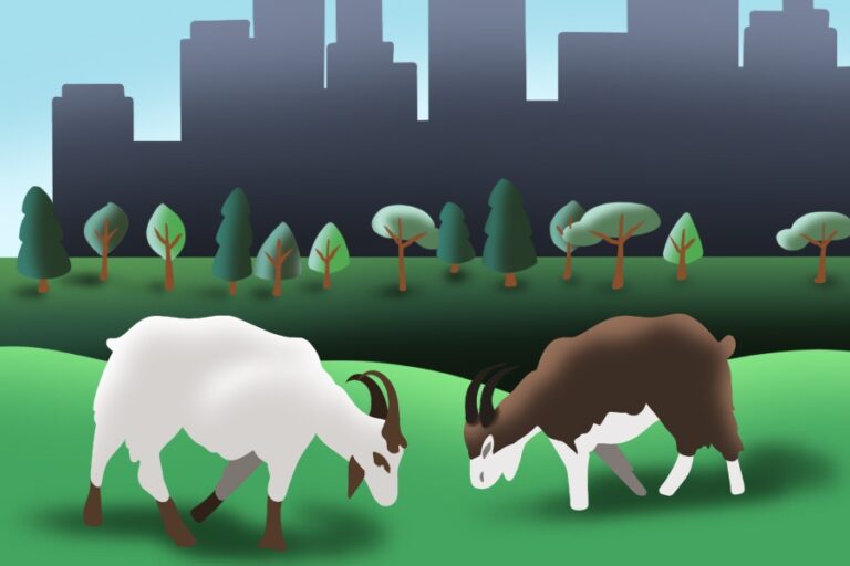 West Sacramento hires goat herd to clear shrubs throughout city