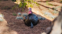 Humor: Davis turkeys mysteriously vanish after Chipotle introduces new protein option