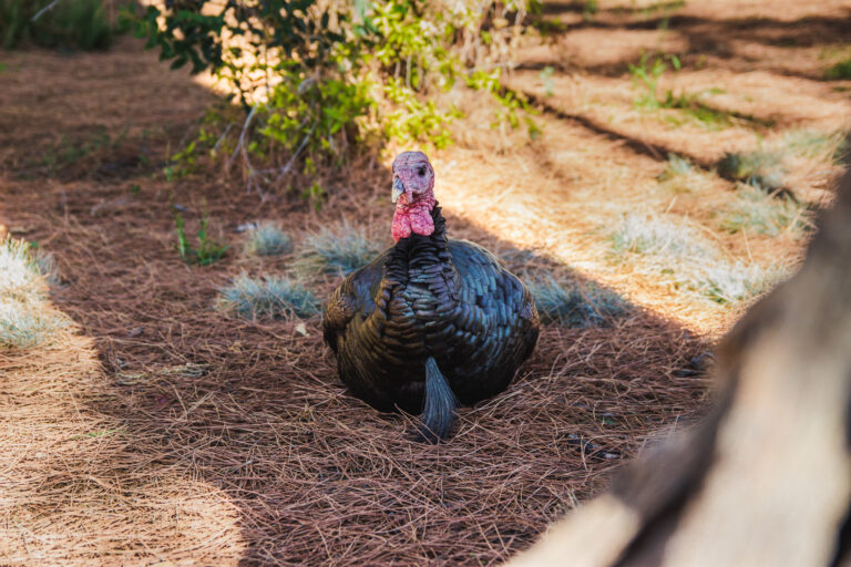 Humor: Davis turkeys mysteriously vanish after Chipotle introduces new protein option