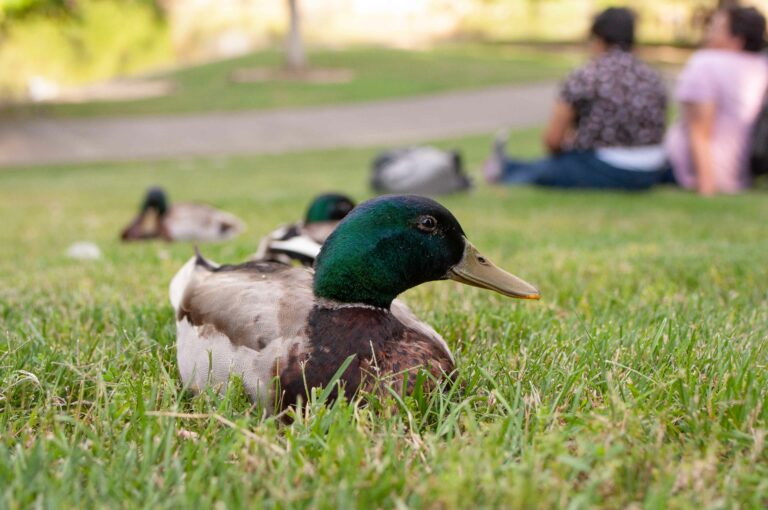 City of Davis is home for over 150 species of birds, among other wildlife