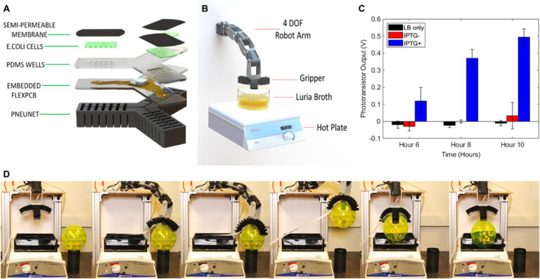 Biosensing soft robot uses E. coli to detect surroundings