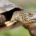 turtles_sc_ADAM_CLAUSE_COURTESY