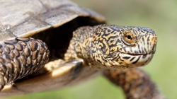 UC Davis alumni conduct groundbreaking study to understand competition between invasive, native turtle species