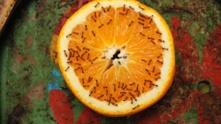 Humor: The ants in my apartment are my only friends