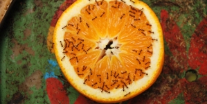 Humor: The ants in my apartment are my only friends