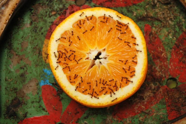 Humor: The ants in my apartment are my only friends