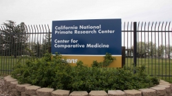 Animal rights activists urge sanctions after deaths of seven baby primates garner media attention