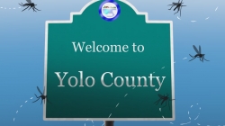 Officials warn of West Nile virus activity in Yolo, Sacramento County