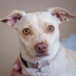 heartsforpaws_fe_JUSTIN_HAN