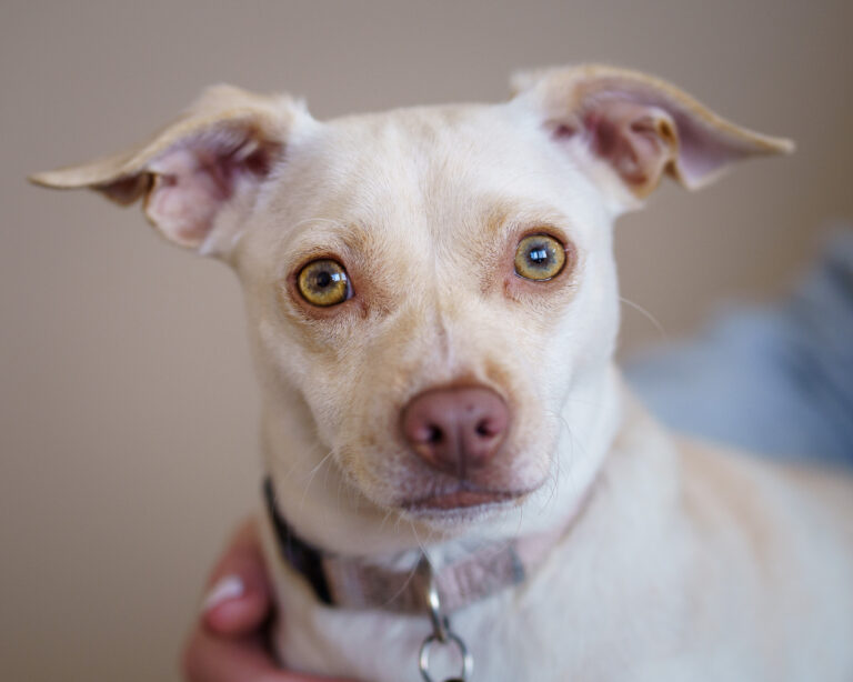 Nonprofit organization “Hearts for Paws” offers students opportunities to foster pets