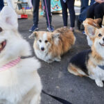 corgifaire_ci_JUSTIN_HAN_AGGIE