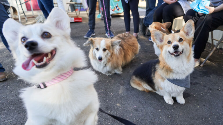 Corgi Faire in Davis debuts distinctive Pembroke Welsh Corgi breed