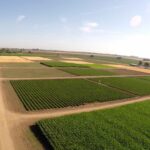 russellranch_sc_AGRICULTURAL_SUSTAINABILITY_INSTITUTE_COURTESY